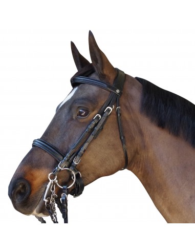 Canter Euro Bridle