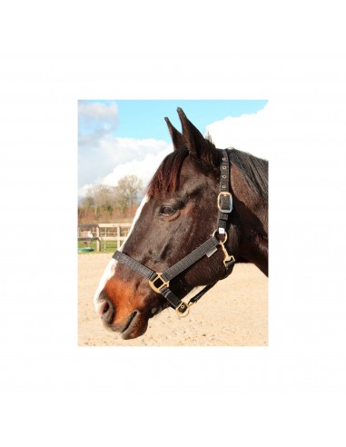 Canter Malibu Halter